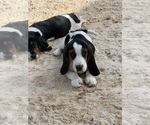 Small Photo #3 Basset Hound Puppy For Sale in CARROLLTON, GA, USA