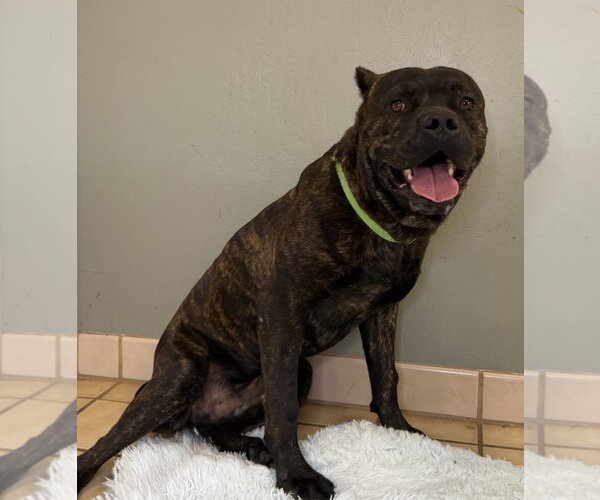 Medium Photo #7 Mutt Puppy For Sale in Goodyear, AZ, USA