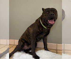 Vader - Male Mutt Dog for Adoption - Photo #7