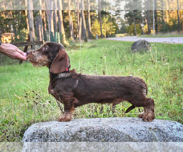 Medium Photo #3 Dachshund Puppy For Sale in Riga, Riga, Latvia