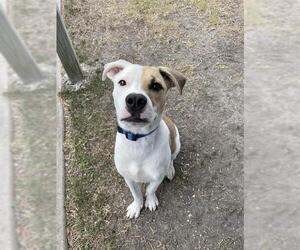 American Pit Bull Terrier Dogs for adoption in Corpus Christi, TX, USA