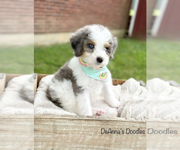 Medium Photo #1 Bernedoodle (Miniature) Puppy For Sale in FLATWOODS, KY, USA
