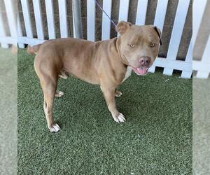 American Pit Bull Terrier Dogs for adoption in Modesto, CA, USA