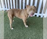 Small American Pit Bull Terrier
