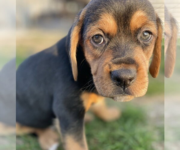 Medium Photo #3 Beagle-Unknown Mix Puppy For Sale in Hillsboro, MO, USA
