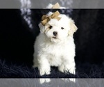 Small #1 Maltipoo (Miniature)