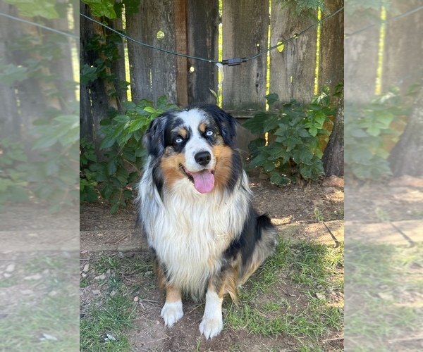 Medium Photo #1 Miniature Australian Shepherd Puppy For Sale in QUINCY, CA, USA