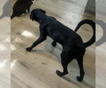Small #7 Pointer-Rottweiler Mix