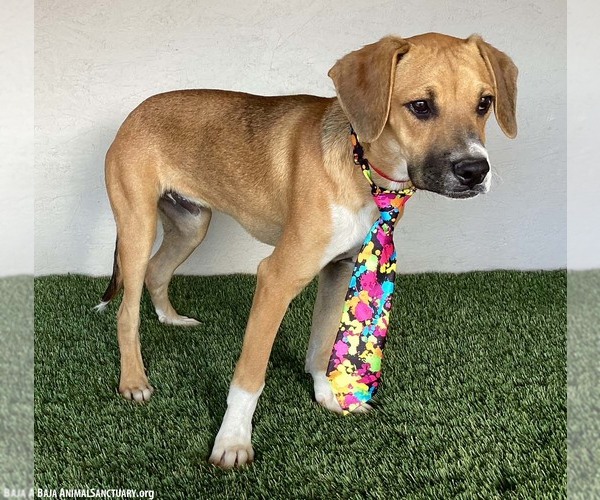 Medium Photo #6 Boxer-Plott Hound Mix Puppy For Sale in San Diego, CA, USA