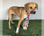 Small #5 Boxer-Plott Hound Mix