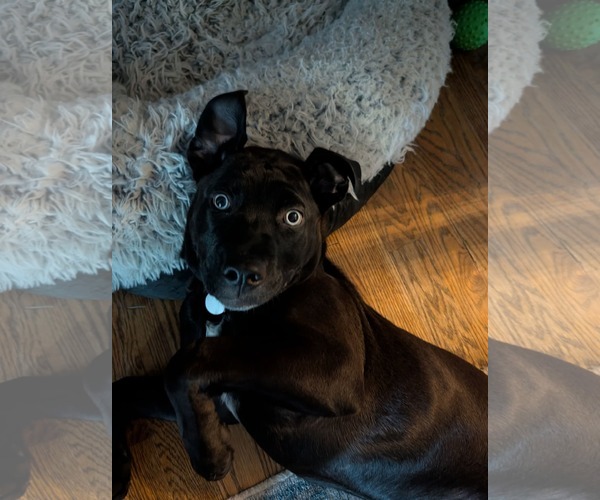 Medium Photo #1 Mutt Puppy For Sale in Holly Springs, NC, USA