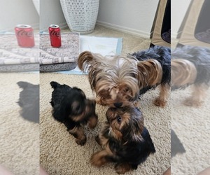 Mother of the Yorkshire Terrier puppies born on 05/17/2025