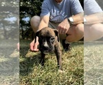 Puppy Orange Boxer