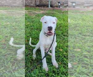 Dogo Argentino Puppy for Sale in KATY, Texas USA