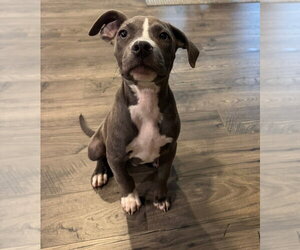 Nickel - Male Unknown-Weimaraner Mix Dog for Adoption - Photo #2