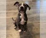 Small Photo #2 Unknown-Weimaraner Mix Puppy For Sale in Garner, NC, USA
