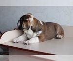 Small Photo #6 English Bulldog Puppy For Sale in HUNTINGTN BCH, CA, USA