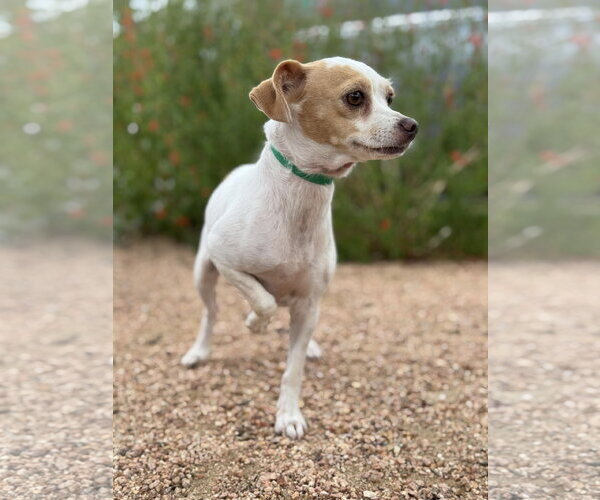 Medium Photo #4 Chihuahua-Unknown Mix Puppy For Sale in PIPE CREEK, TX, USA