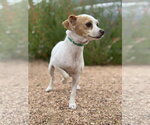 Small #3 Chihuahua Mix
