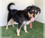 Small #1 Mutt