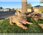 Small #4 French Bulldog