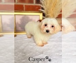 Small #5 Maltipoo