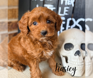 Goldendoodle (Miniature) Puppy for sale in ADDISON, IL, USA
