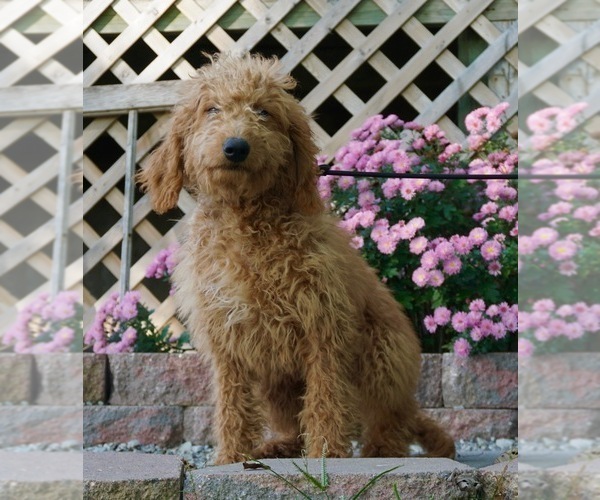 Medium Photo #3 Goldendoodle Puppy For Sale in NAPPANEE, IN, USA