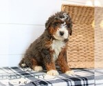 Small #1 Bernedoodle (Miniature)