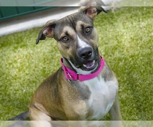 Akita-American Pit Bull Terrier Mix Dogs for adoption in Tallahassee, FL, USA