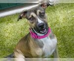 Small Akita-American Pit Bull Terrier Mix