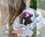 Small Photo #16 Pointer Puppy For Sale in SACRAMENTO, CA, USA