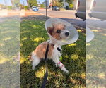 Small #1 Mutt