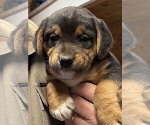 Jack-A-Bee Dogs for adoption in Bolivar, MO, USA