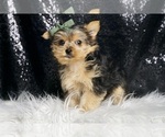 Small #4 Yorkshire Terrier