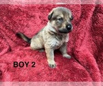 Puppy Puppy 5 German Shepherd Dog