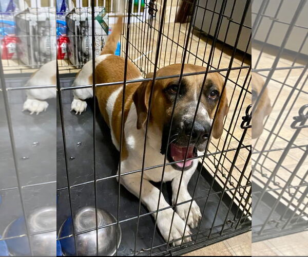 Medium Photo #7 Basset Hound-Unknown Mix Puppy For Sale in Brookville, OH, USA