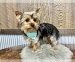 Small #1 Yorkshire Terrier