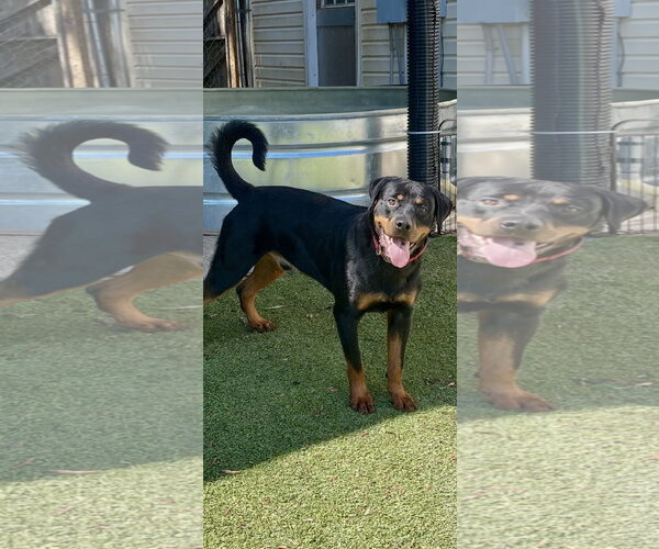 Medium Photo #3 Rottweiler Puppy For Sale in Mooresville, NC, USA