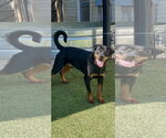 Small Photo #3 Rottweiler Puppy For Sale in Mooresville, NC, USA
