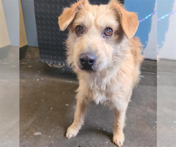 Medium Photo #1 Cairn Terrier-Unknown Mix Puppy For Sale in Camarillo, CA, USA