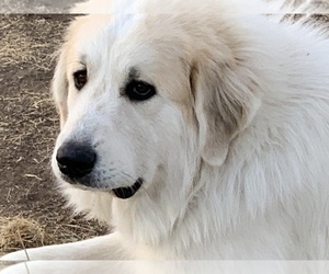 Father of the Great Pyrenees puppies born on 10/31/2020