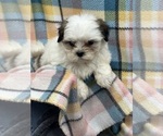 Small Photo #6 Mal-Shi Puppy For Sale in SILEX, MO, USA