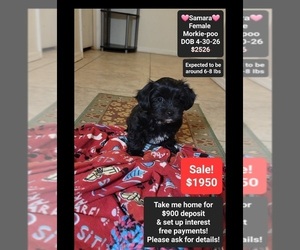 Morkie Poo (Toy) Puppy for sale in TUCSON, AZ, USA