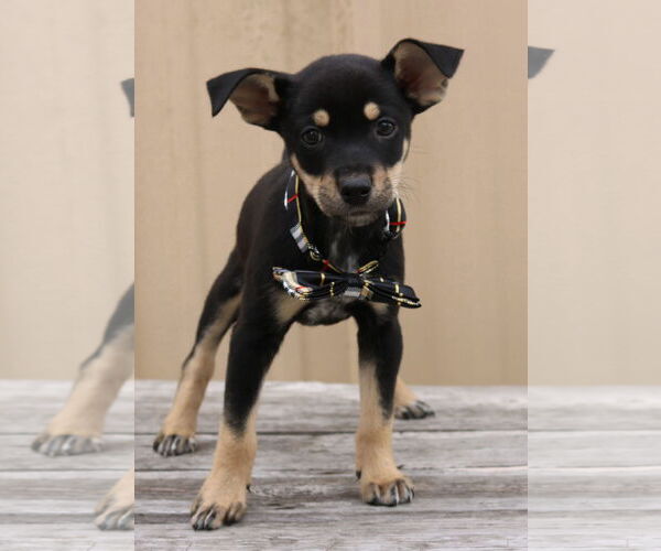 Medium Photo #4 Chihuahua-Unknown Mix Puppy For Sale in Bandera, TX, USA
