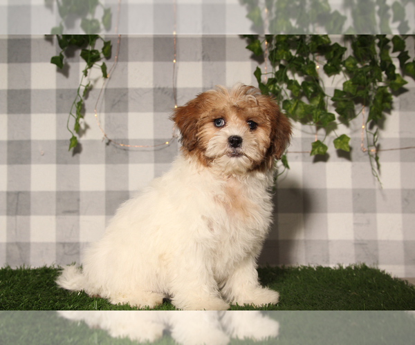 Medium Photo #2 Shih-Poo Puppy For Sale in MARIETTA, GA, USA