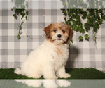 Small #1 Shih-Poo