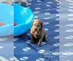 Small Photo #32 Labrador Retriever Puppy For Sale in POCAHONTAS, IL, USA