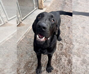Labrador Retriever-Treeing Walker Coonhound Mix Dogs for adoption in Webster, WI, USA