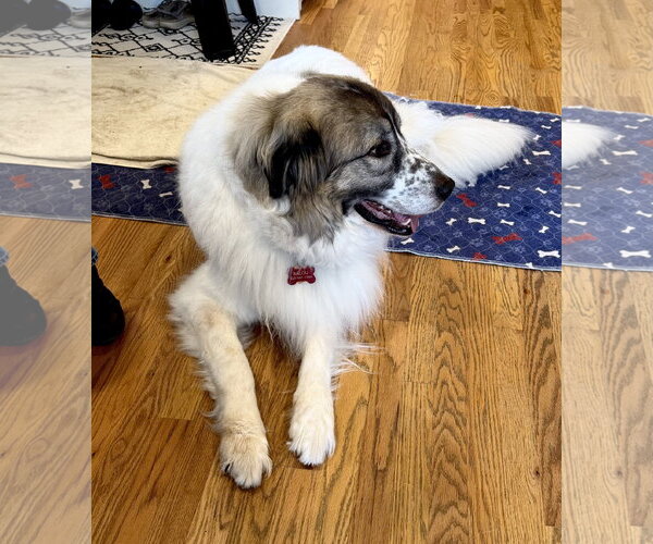 Medium Photo #7 Great Pyrenees Puppy For Sale in Spring, TX, USA